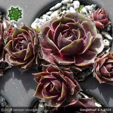 Preview: Sempervivum 'Gugelhupf'